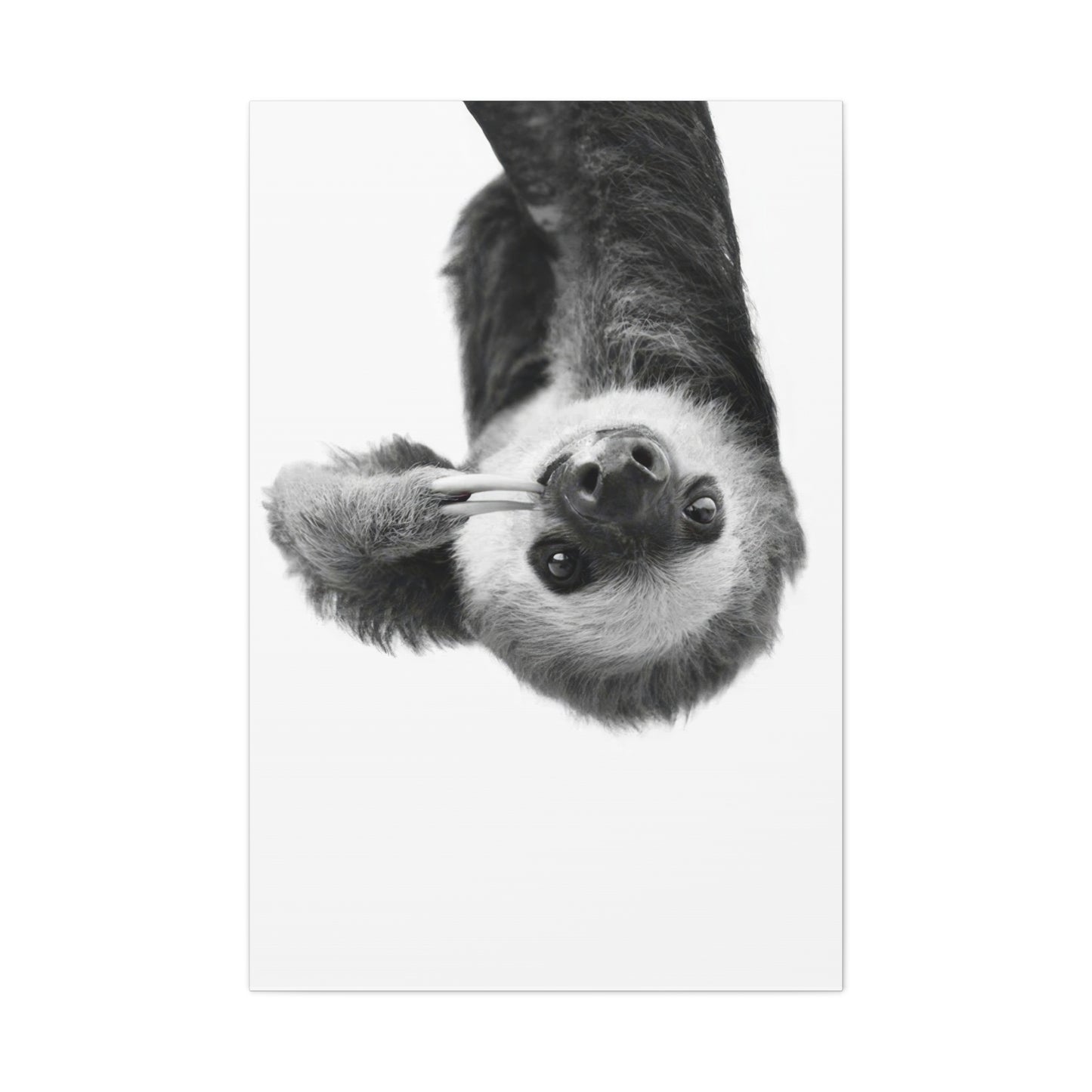 Kathrin Pienaar Sloth Wall Art & Canvas Prints