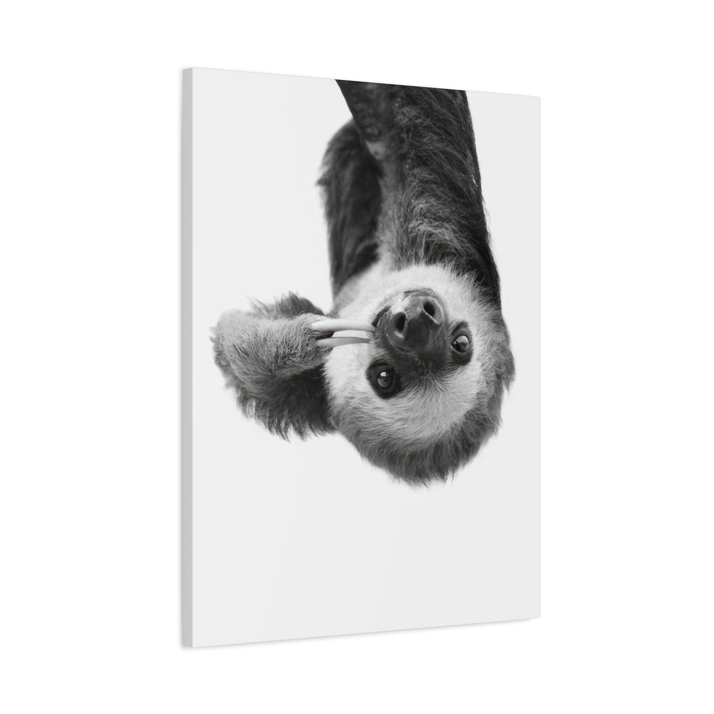 Kathrin Pienaar Sloth Wall Art & Canvas Prints