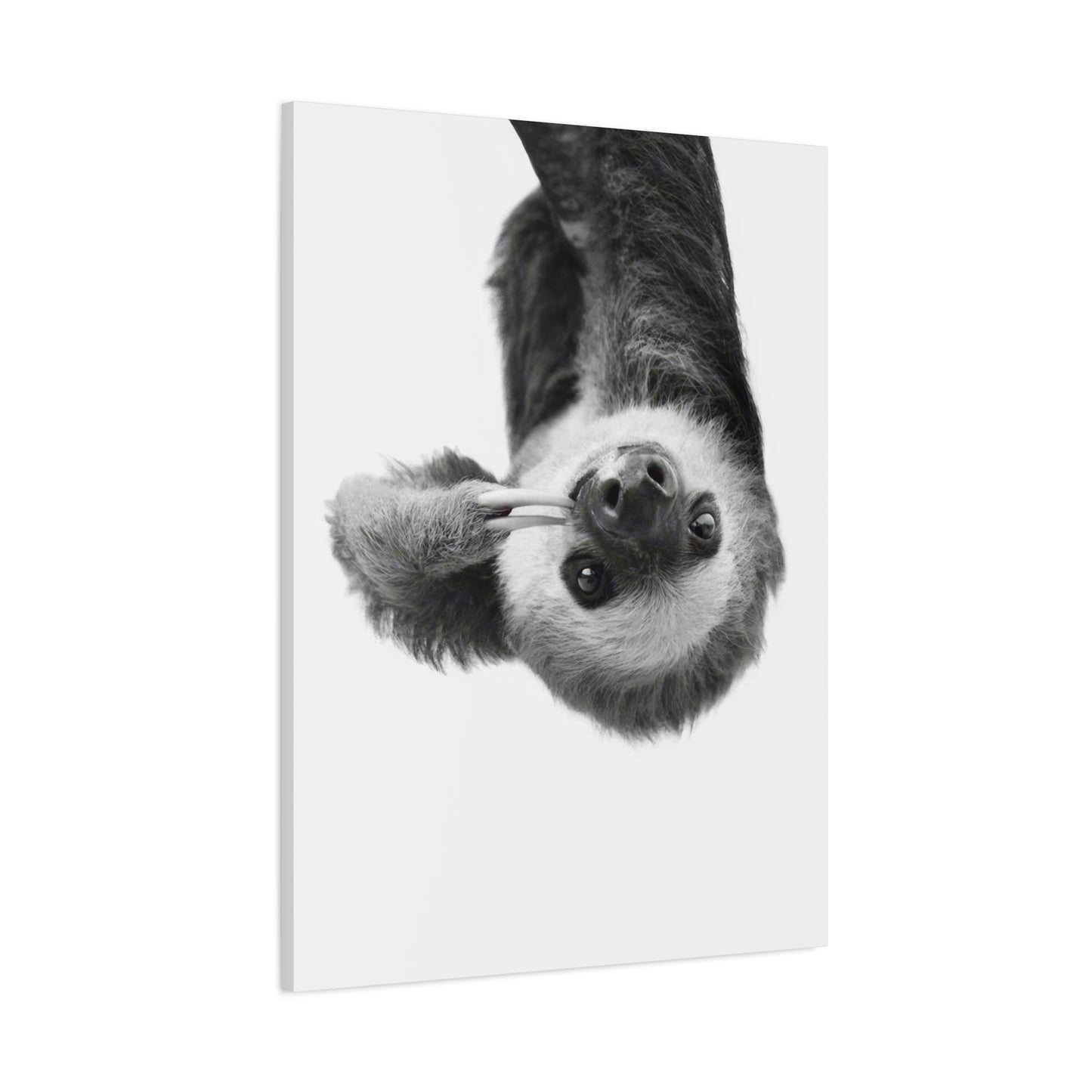 Kathrin Pienaar Sloth Wall Art & Canvas Prints