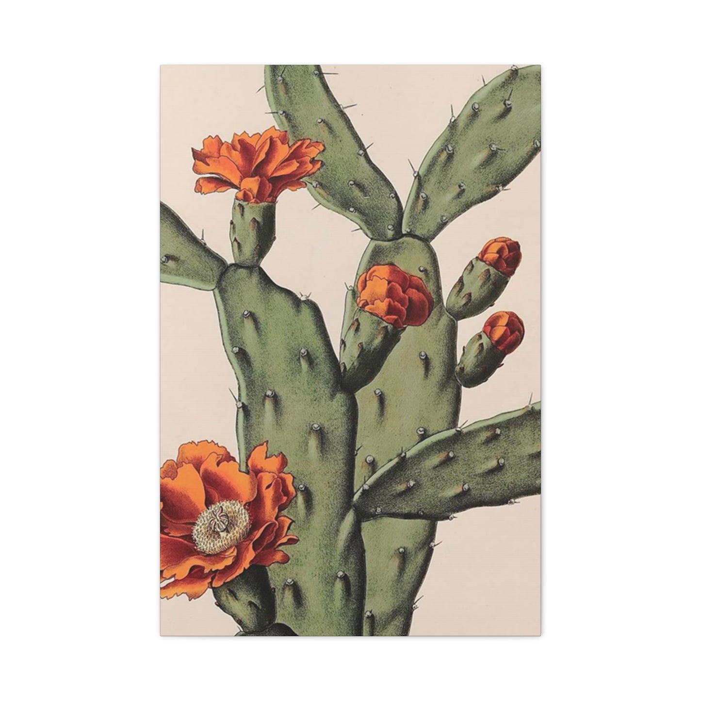 Abstract Arizona Flower Cactus Wall Art & Canvas Prints