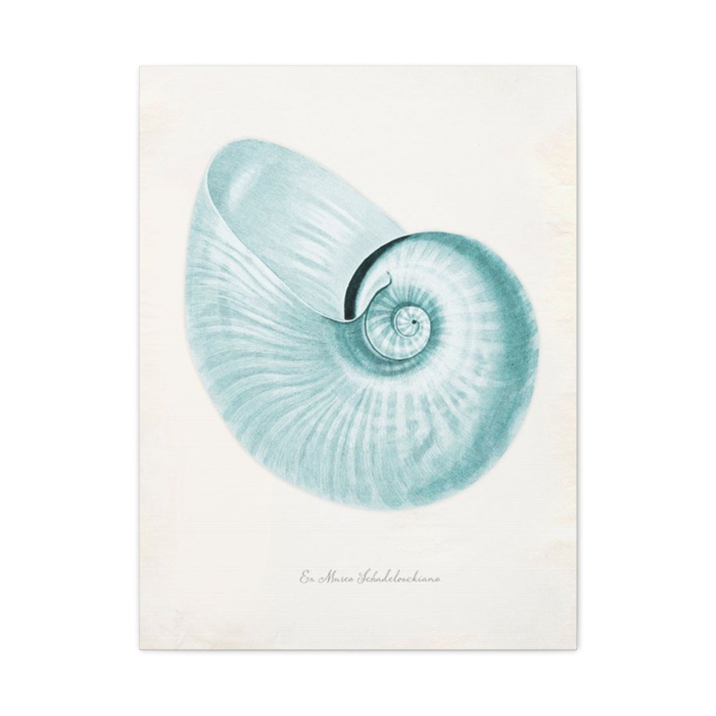Beautiful Blue Shell Shapes Wall Art & Canvas Prints