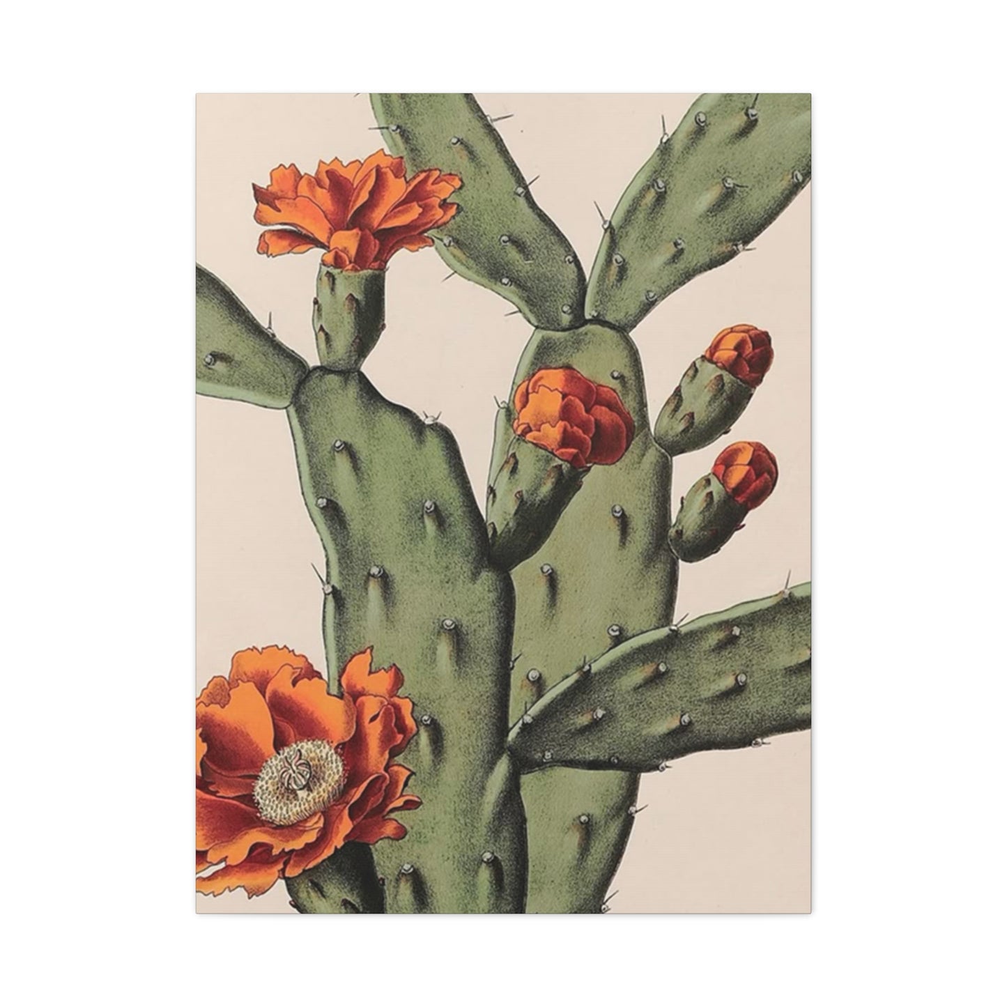 Abstract Arizona Flower Cactus Wall Art & Canvas Prints