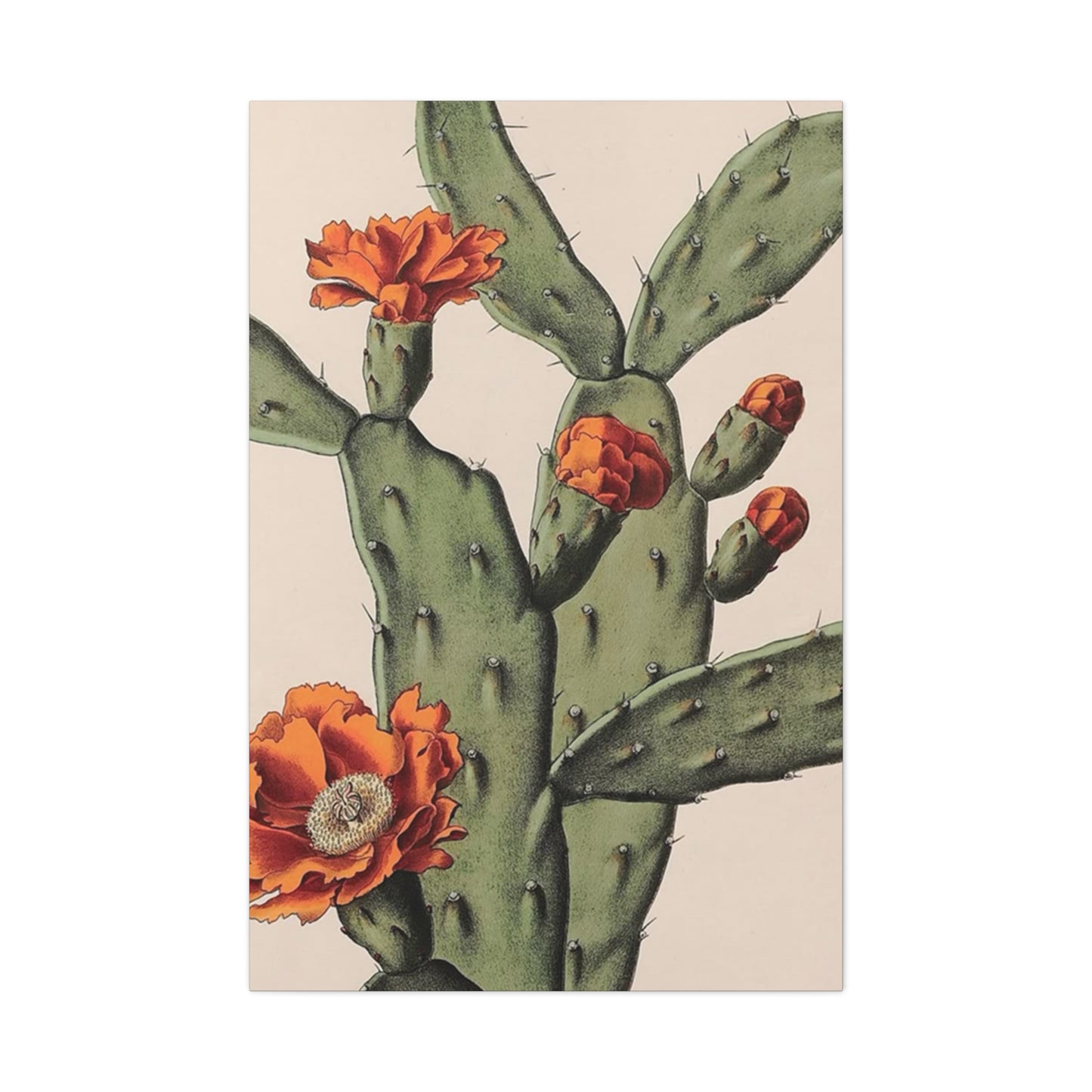 Abstract Arizona Flower Cactus Wall Art & Canvas Prints