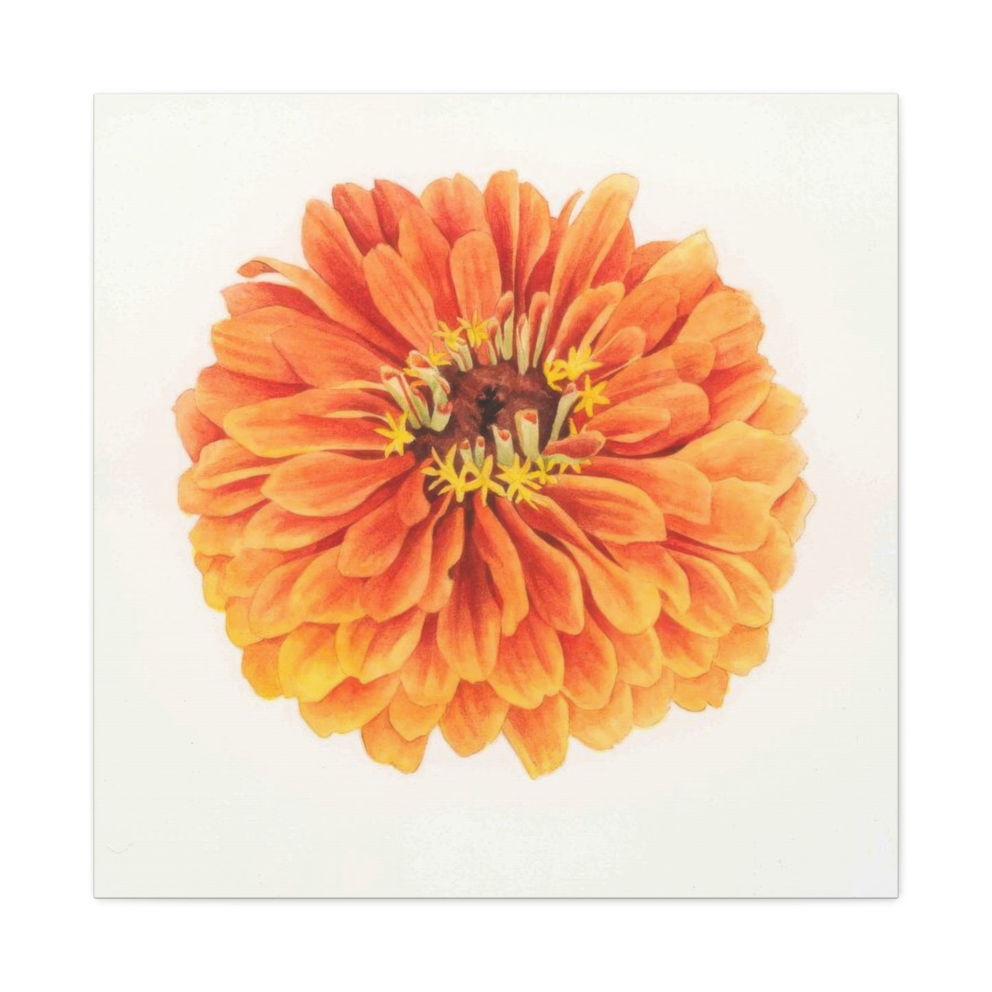 Grace Popp Orange Flower Head Wall Art & Canvas Prints