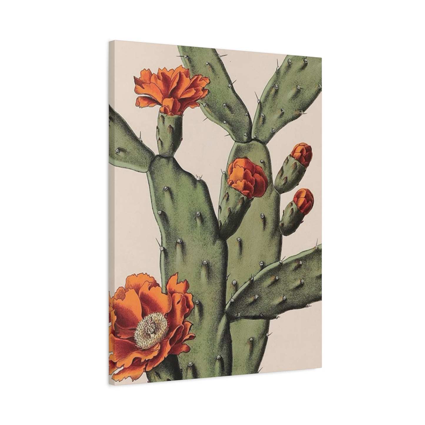 Abstract Arizona Flower Cactus Wall Art & Canvas Prints