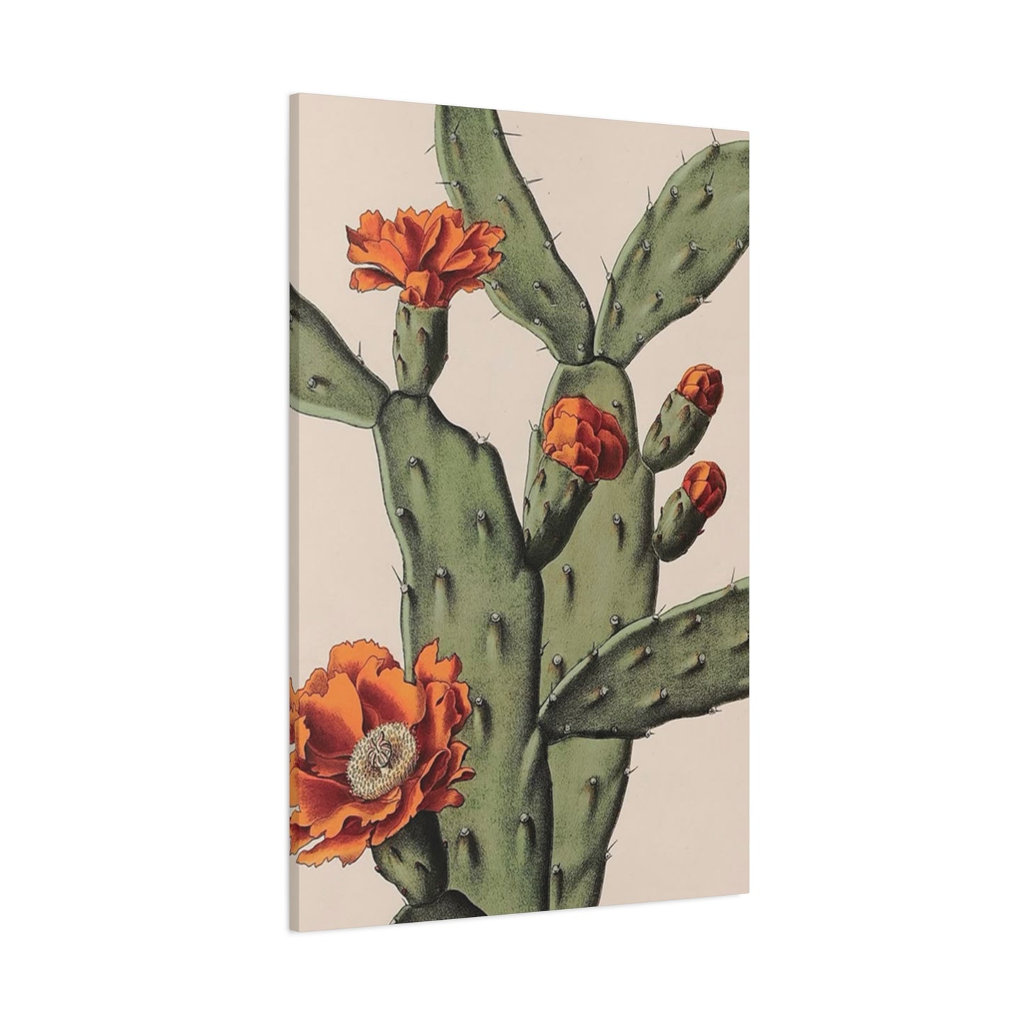 Abstract Arizona Flower Cactus Wall Art & Canvas Prints