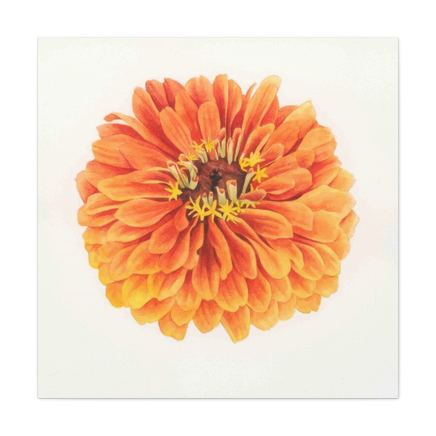 Grace Popp Orange Flower Head Wall Art & Canvas Prints