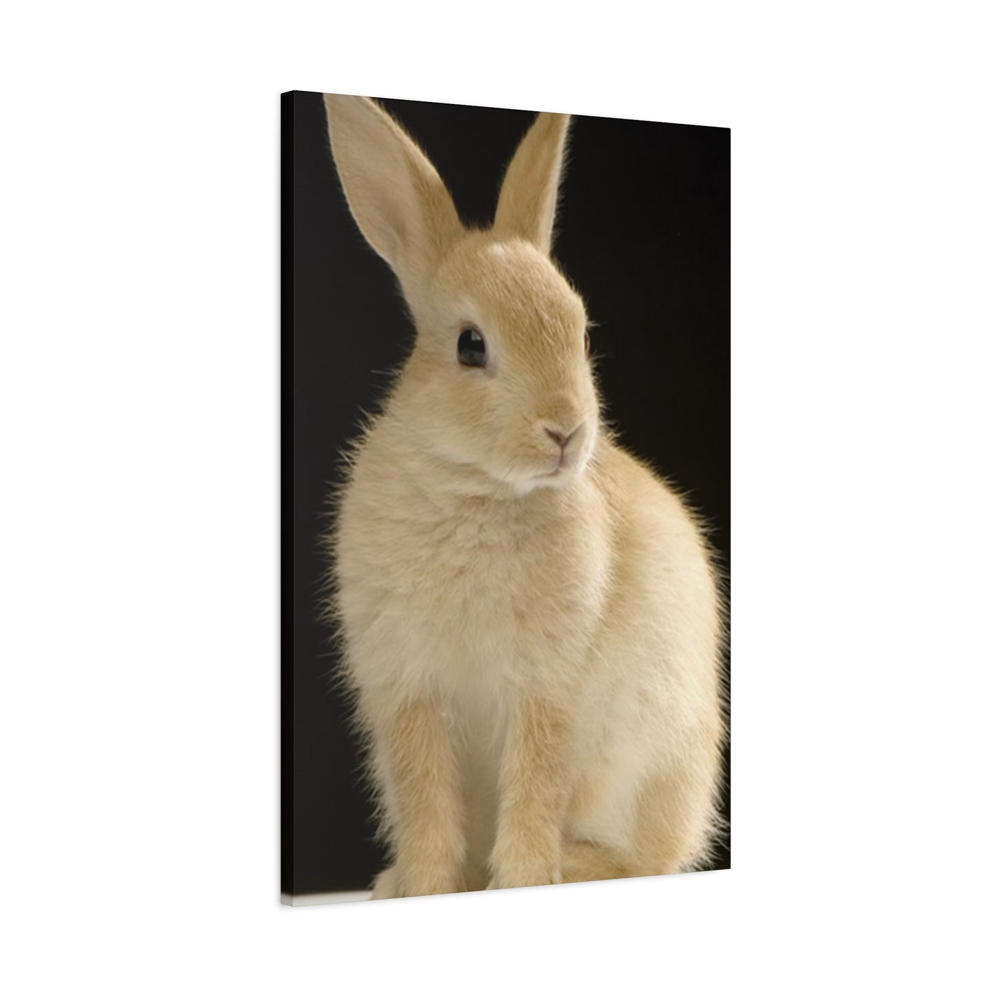 Small White Rabbit Wall Art & Canvas Prints