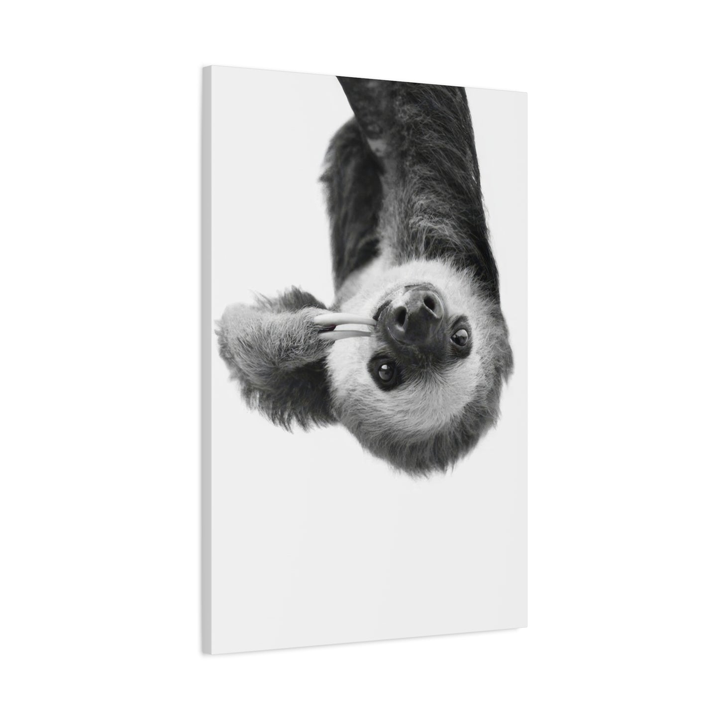 Kathrin Pienaar Sloth Wall Art & Canvas Prints
