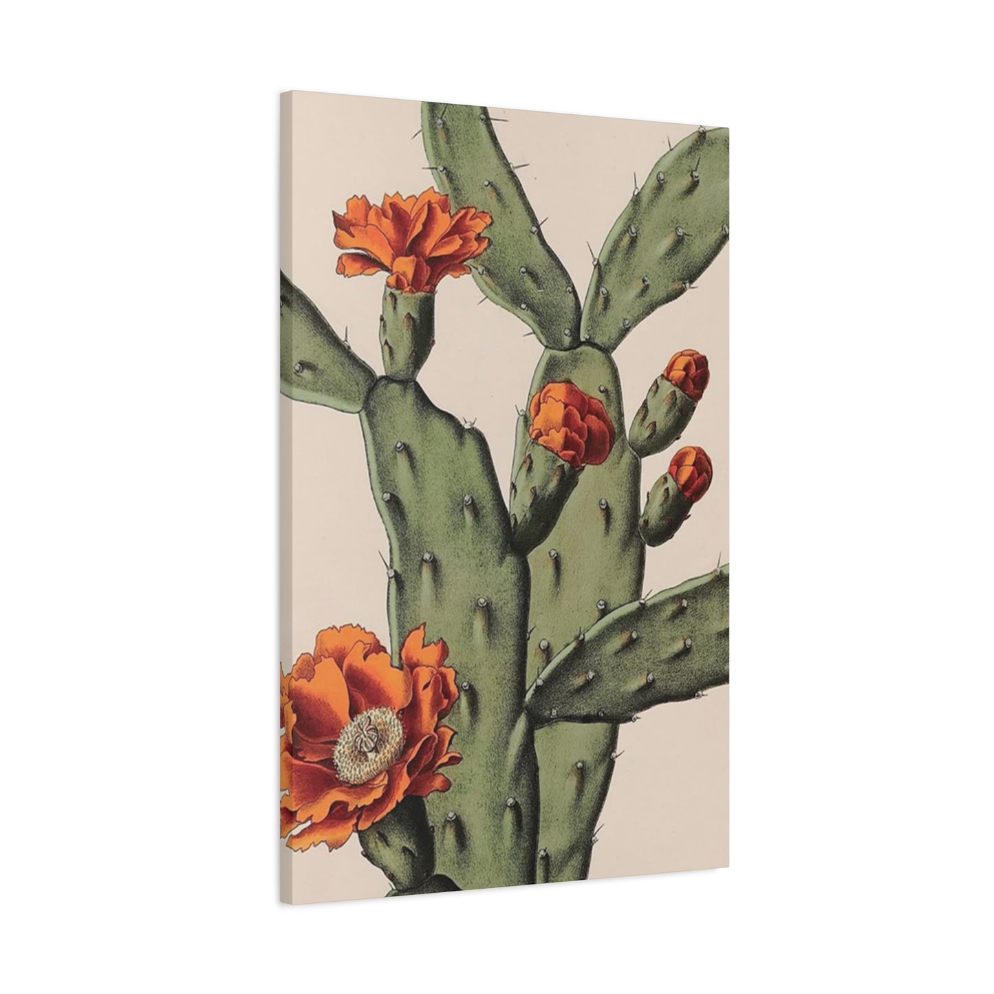 Abstract Arizona Flower Cactus Wall Art & Canvas Prints