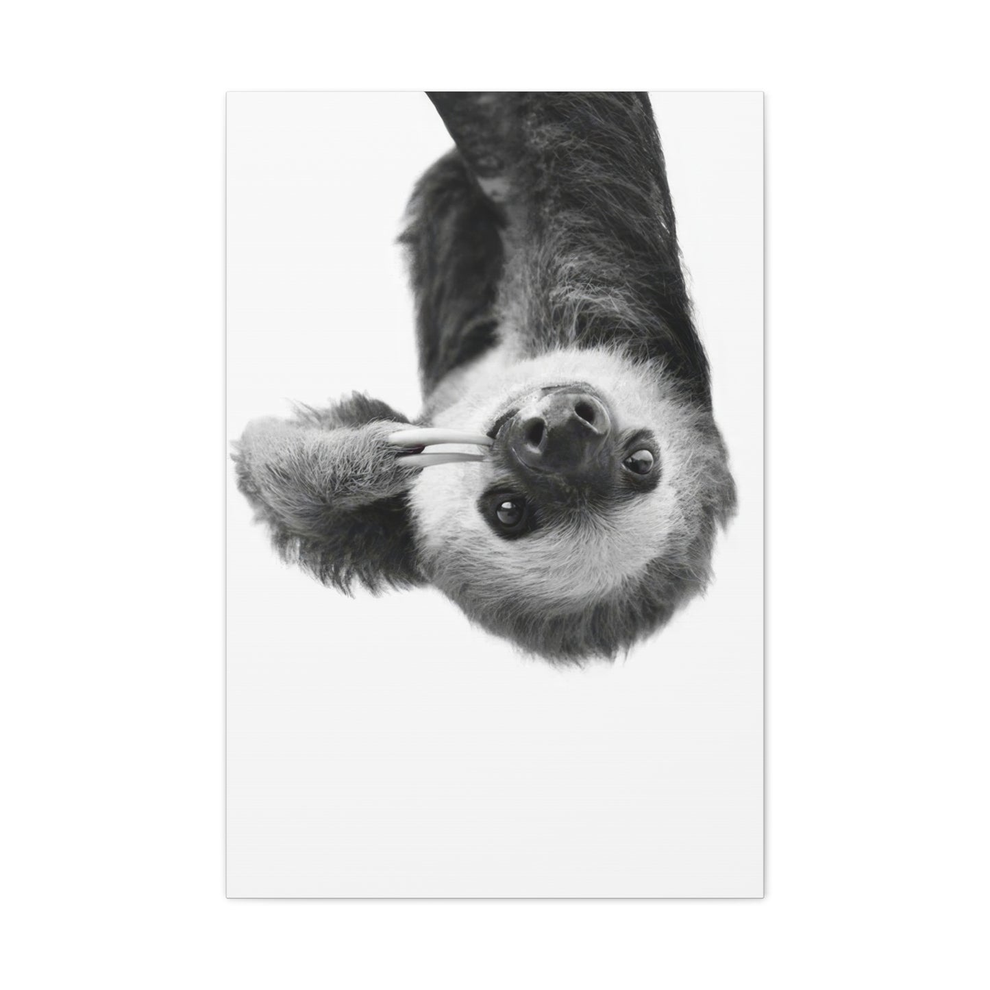 Kathrin Pienaar Sloth Wall Art & Canvas Prints