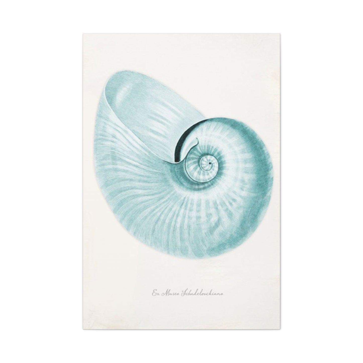 Beautiful Blue Shell Shapes Wall Art & Canvas Prints