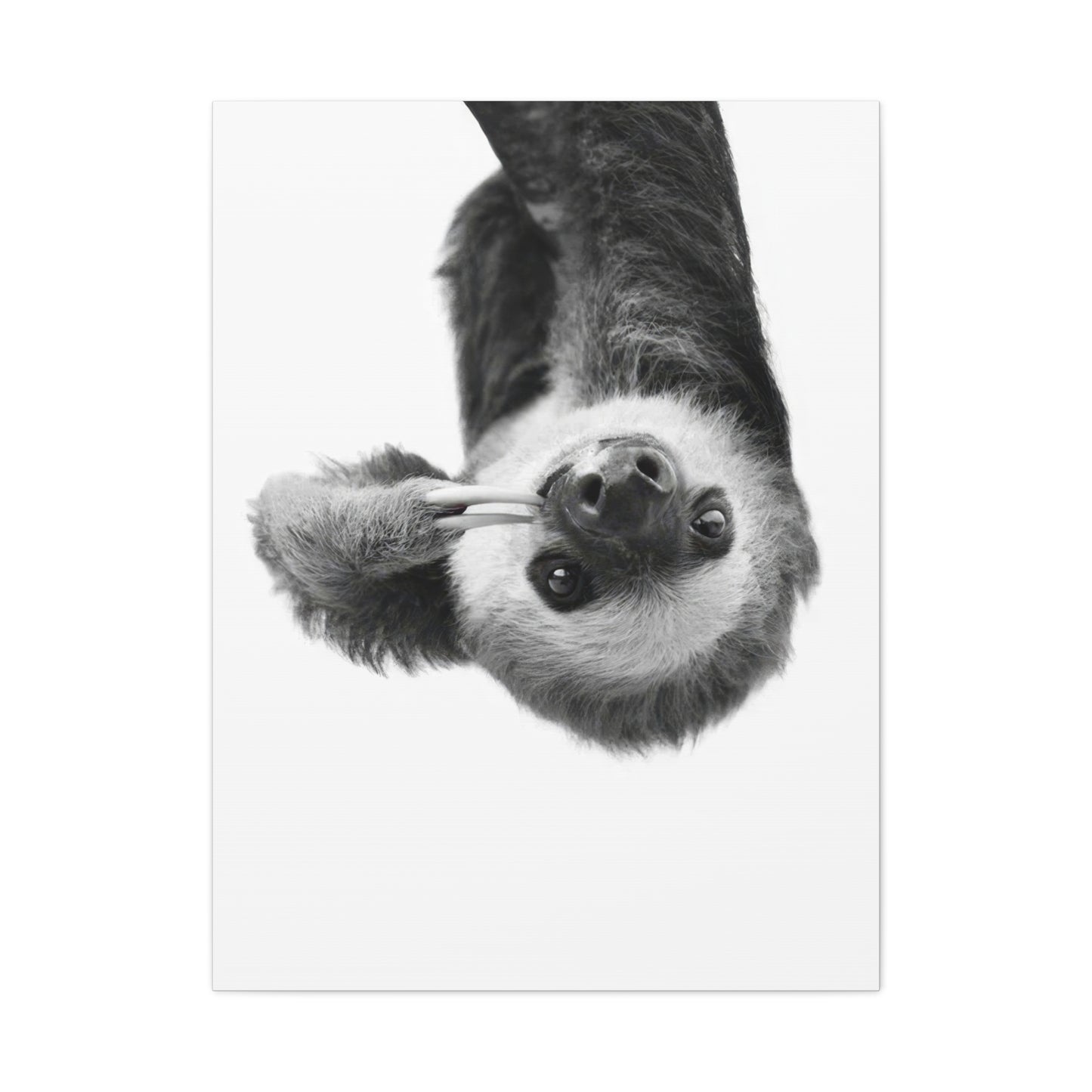 Kathrin Pienaar Sloth Wall Art & Canvas Prints