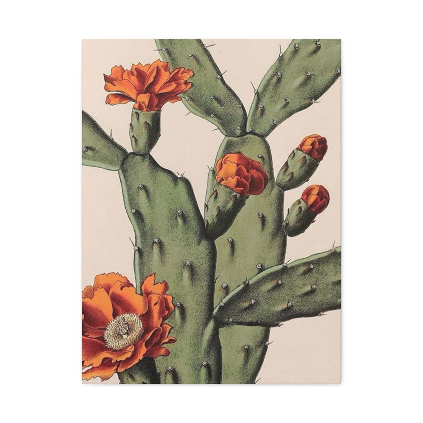 Abstract Arizona Flower Cactus Wall Art & Canvas Prints