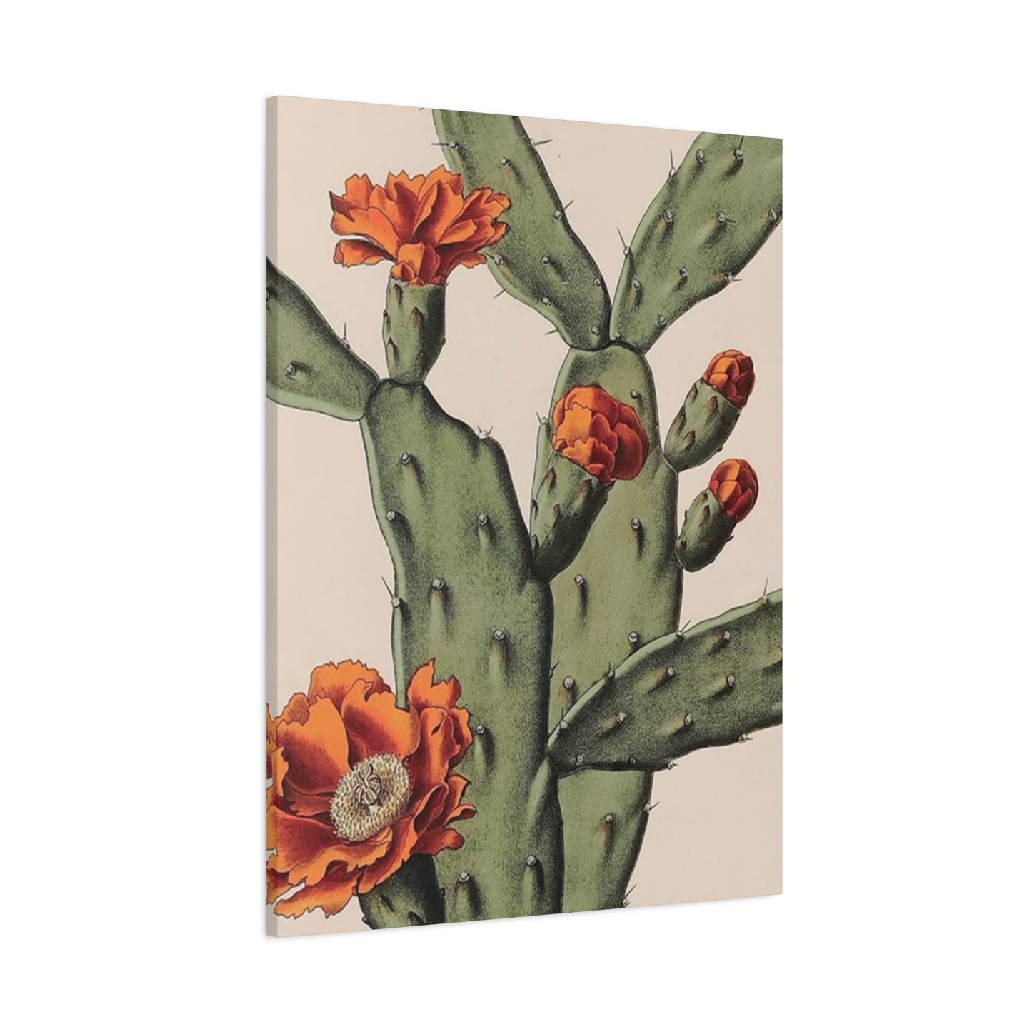 Abstract Arizona Flower Cactus Wall Art & Canvas Prints