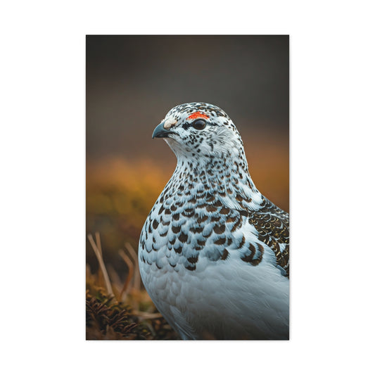 Snowy Grouse Portrait Wall Art & Canvas Prints