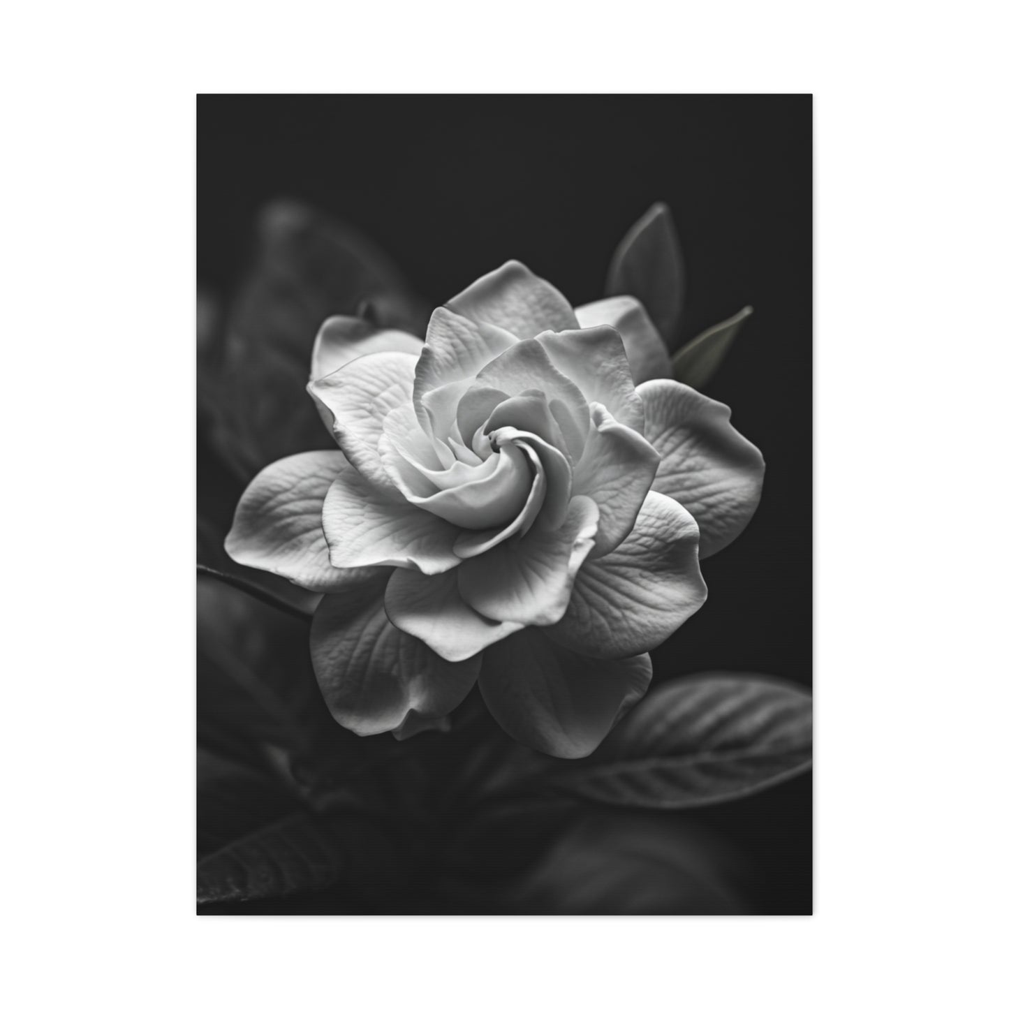 Timeless Garden Rose Portrait Wall Art & Canvas Prints