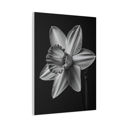Monochrome Daffodil Grace Wall Art & Canvas Prints