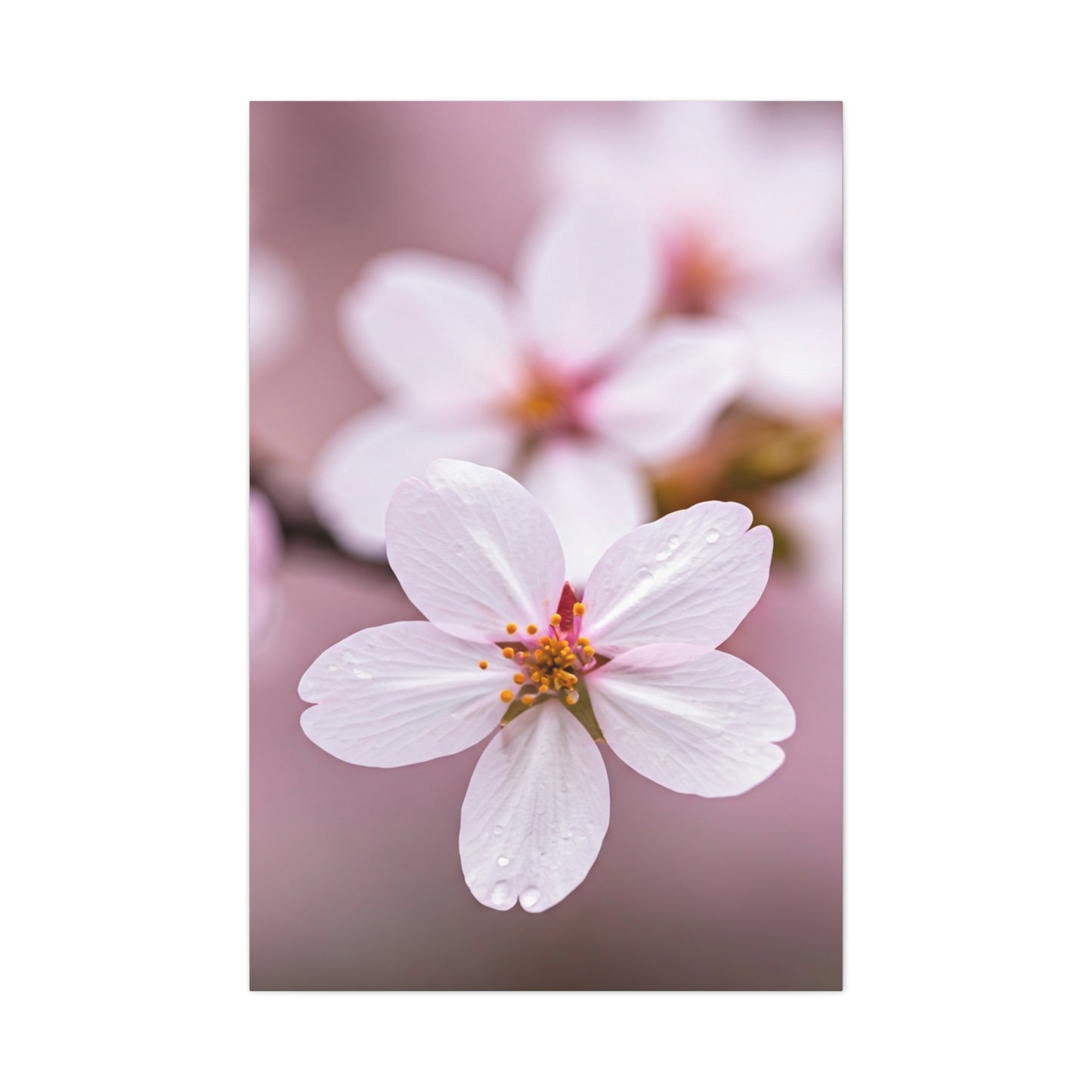 Soft Sakura Petal Macro Photography Wall Art & Canvas Prints