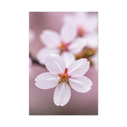 Soft Sakura Petal Macro Photography Wall Art & Canvas Prints
