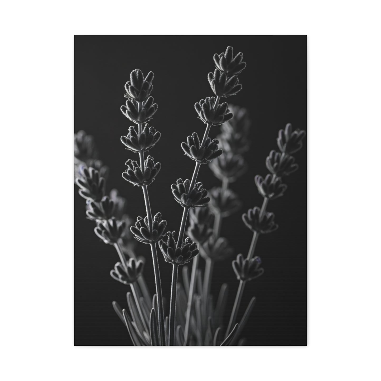 Lavender Silhouette Study Wall Art & Canvas Prints