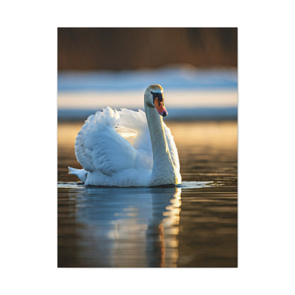 Swan on Still Water Wall Art & Canvas Prints