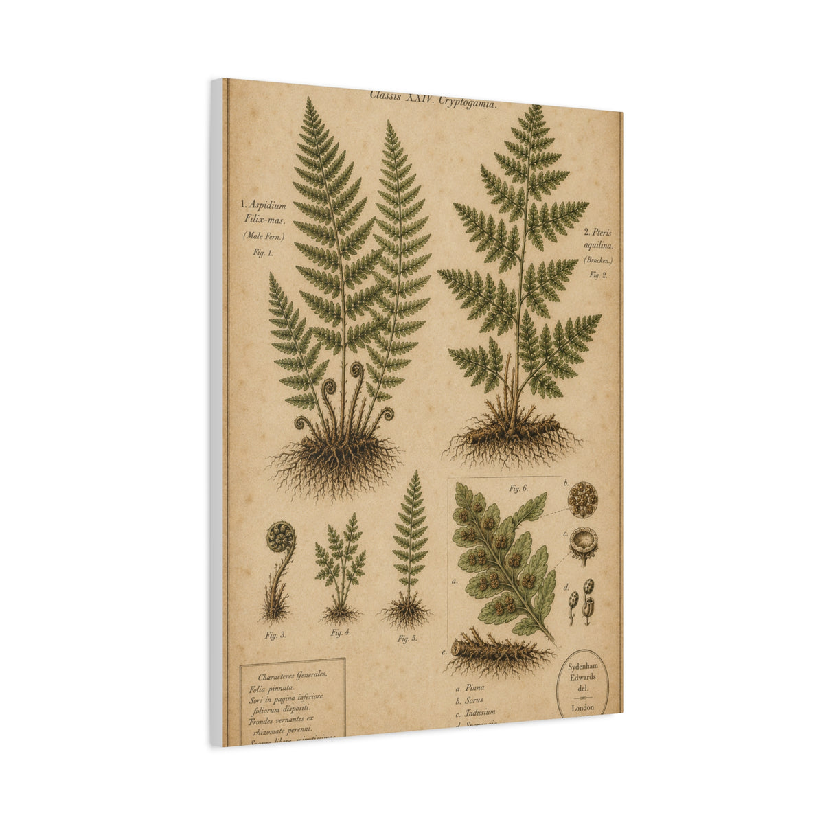 Antique Fern Herbarium Plate Wall Art & Canvas Print
