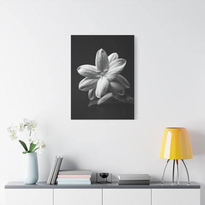 Midnight Jasmine Bloom Wall Art & Canvas Prints