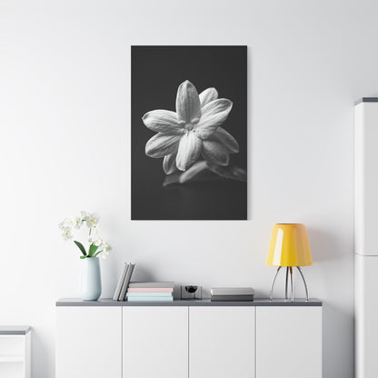 Midnight Jasmine Bloom Wall Art & Canvas Prints