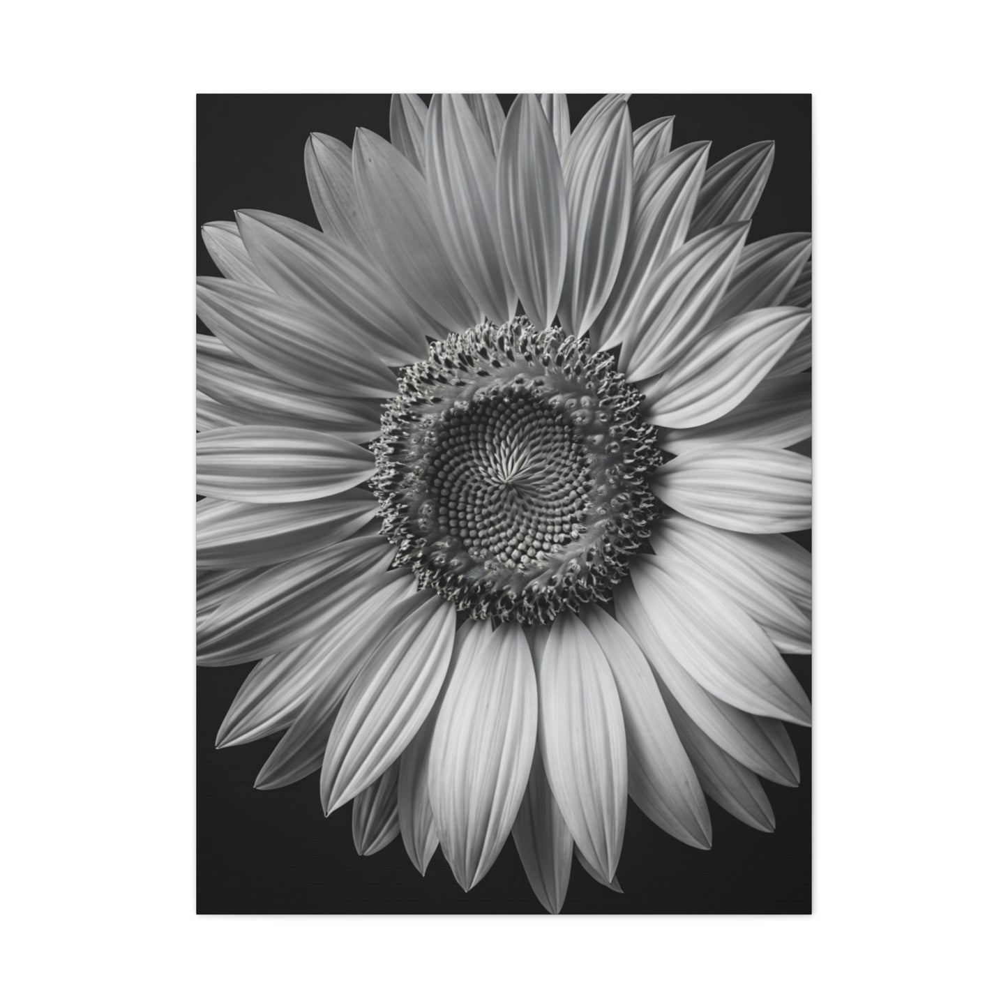 Velvet Orchid Bloom in Monochrome Wall Art & Canvas Prints