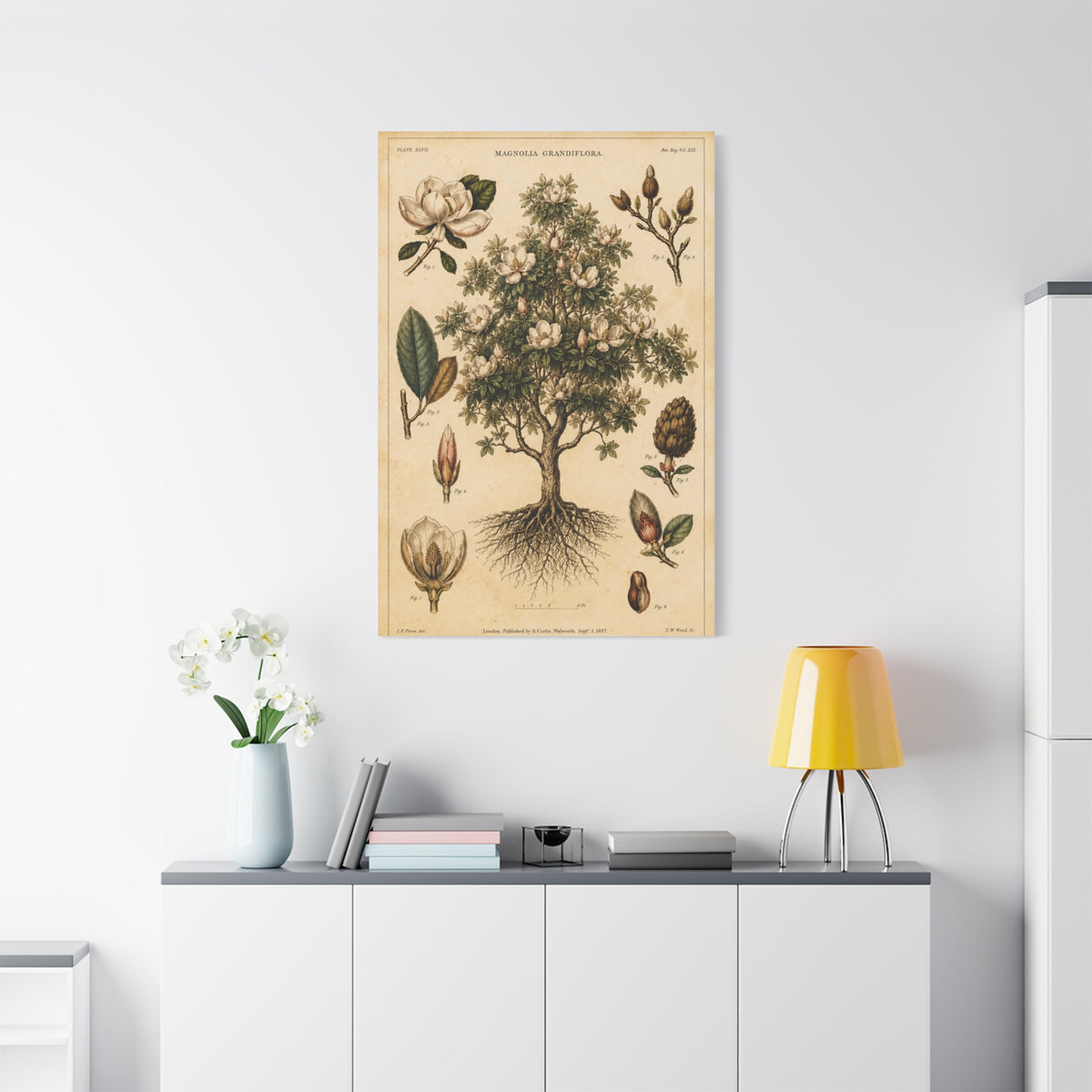 Vintage Magnolia Botanical Study Trees Wall Art & Canvas Print
