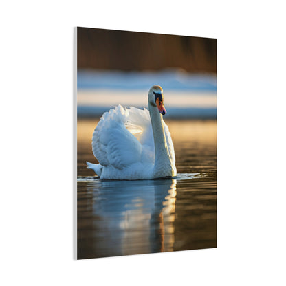 Swan on Still Water Wall Art & Canvas Prints