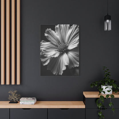 Dramatic Monochrome Cosmos Bloom Wall Art & Canvas Prints