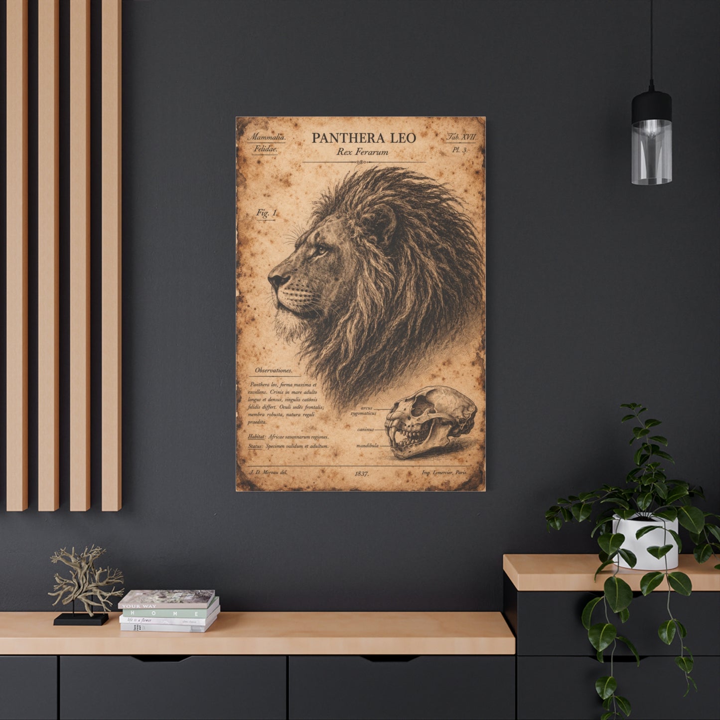 Vintage Lion Natural History Study Wall Art & Canvas Print