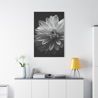 Chrysanthemum in Timeless Shadow Wall Art & Canvas Prints