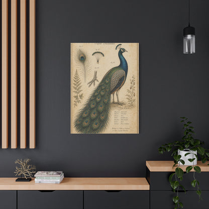 Victorian Scientific Peacock Study Wall Art & Canvas Print