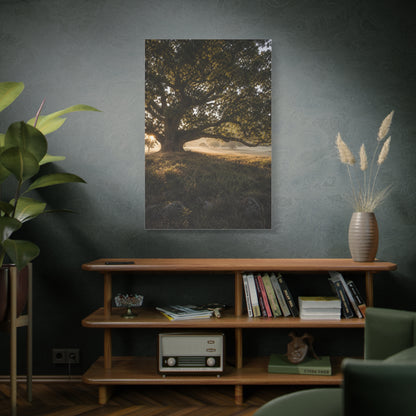Ancient Oak Golden Dawn Landscape Trees Wall Art & Canvas Print