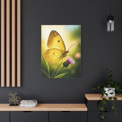 Golden Light Butterfly Close-Up Wall Art & Canvas Prints