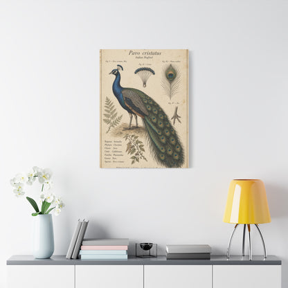 Antique Ornithology Peacock Illustration Wall Art & Canvas Print
