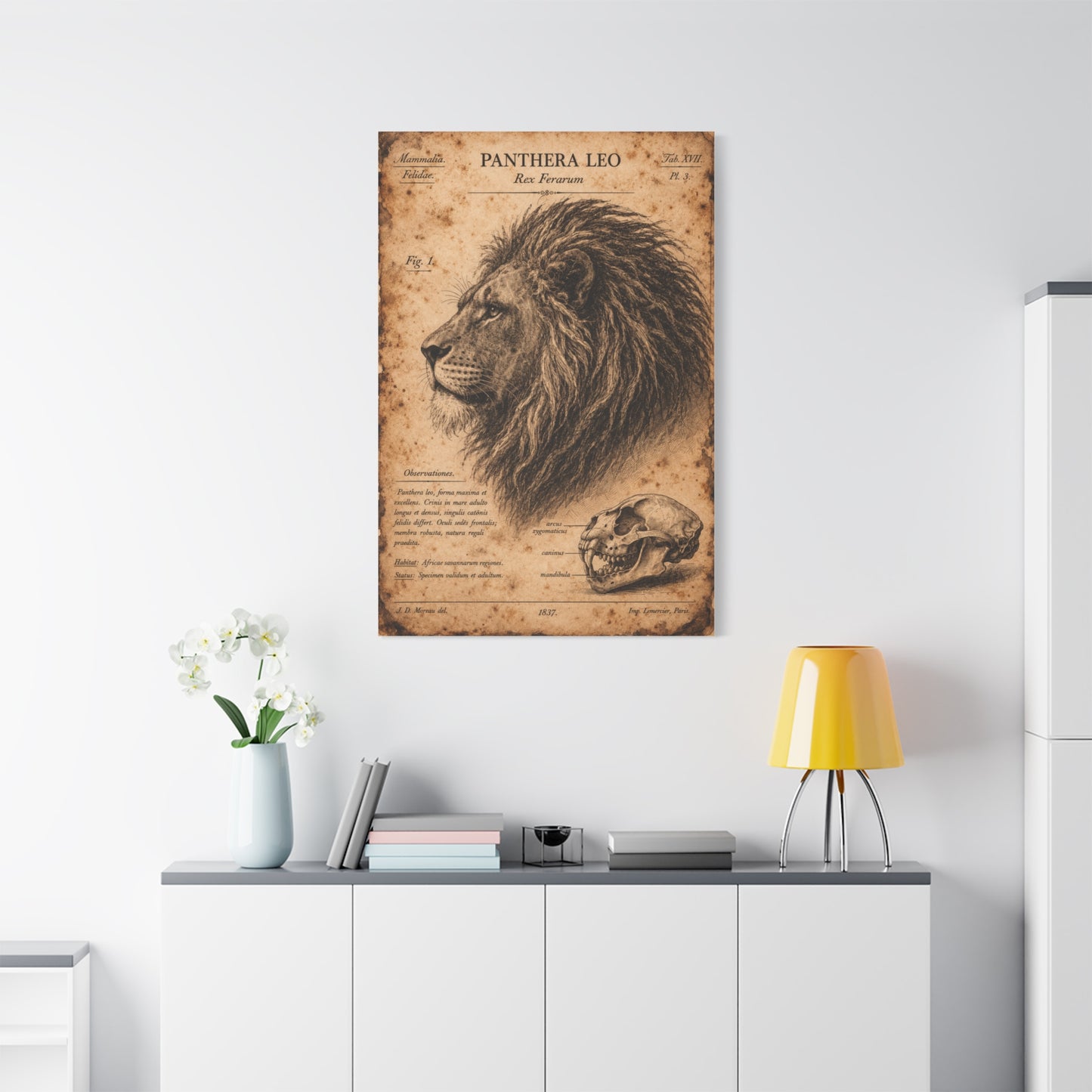 Vintage Lion Natural History Study Wall Art & Canvas Print