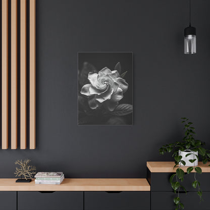 Timeless Garden Rose Portrait Wall Art & Canvas Prints