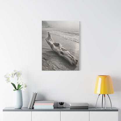 Driftwood Coastal Minimal Wall Art & Canvas Print