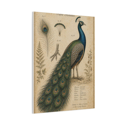 Victorian Scientific Peacock Study Wall Art & Canvas Print