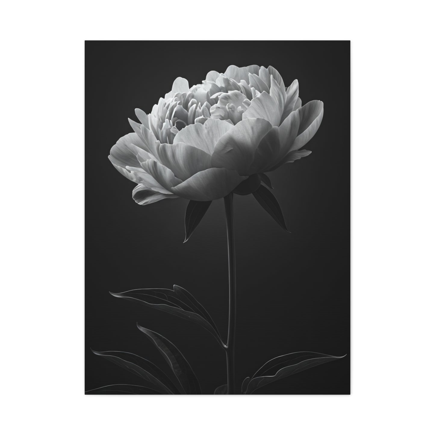 Peony Elegance in Monochrome Wall Art & Canvas Prints