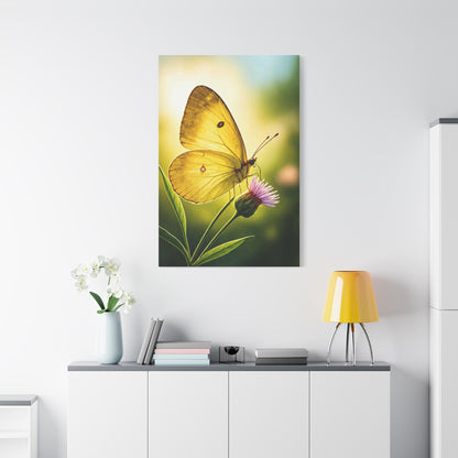 Golden Light Butterfly Close-Up Wall Art & Canvas Prints
