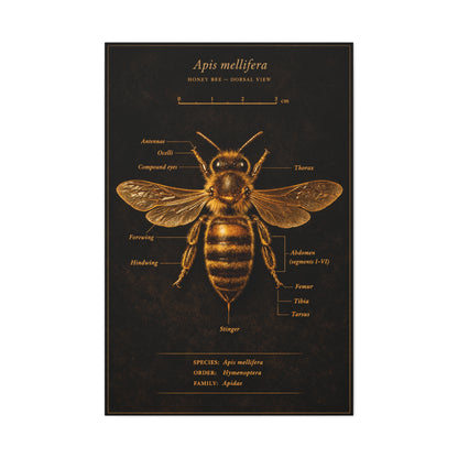 Gold Bee Entomology Study Wall Art & Canvas Print