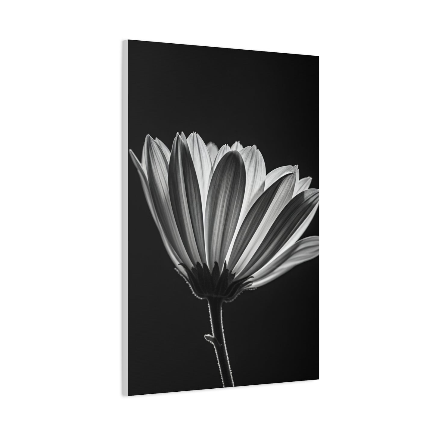 Classic Gerbera Bloom in Shadow Wall Art & Canvas Prints
