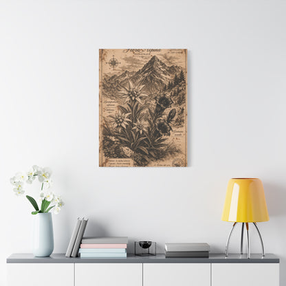 Antique Alpine Flora Engraving Wall Art & Canvas Print
