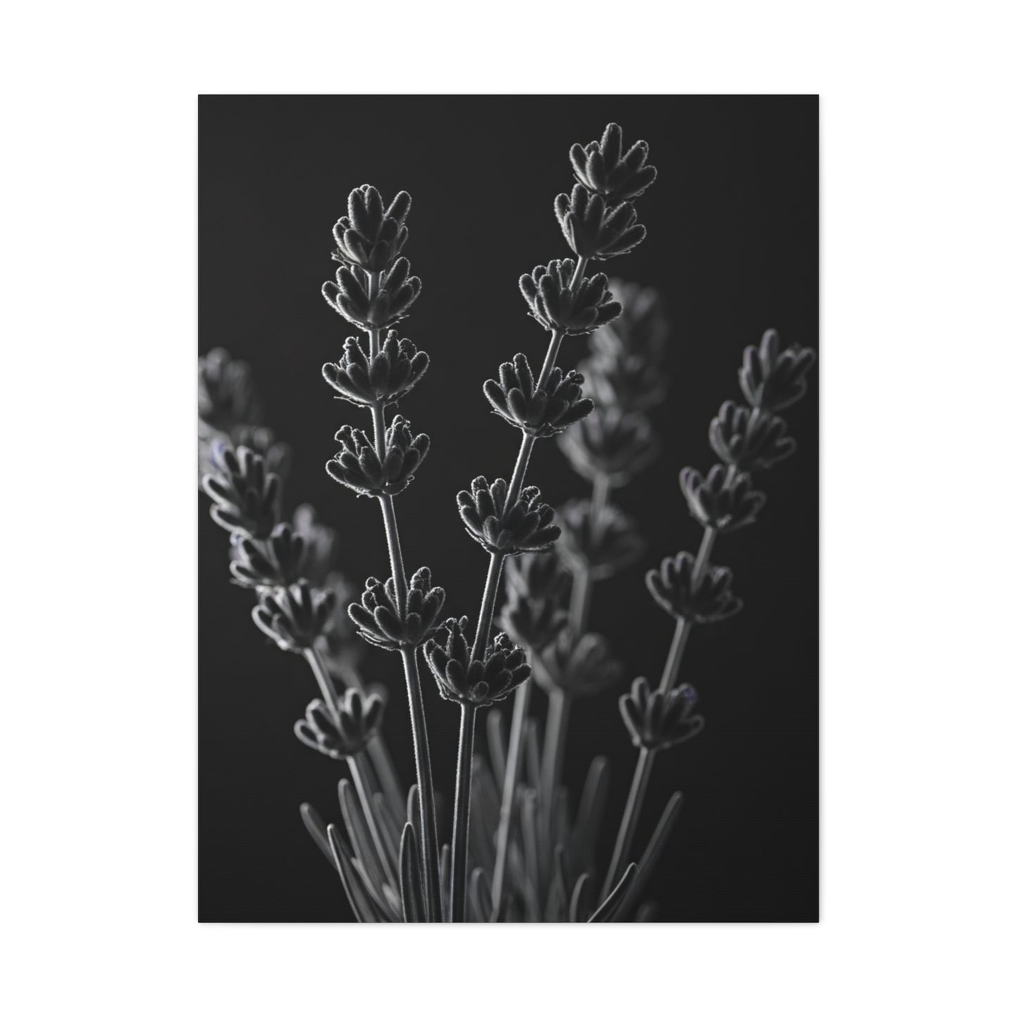 Lavender Silhouette Study Wall Art & Canvas Prints