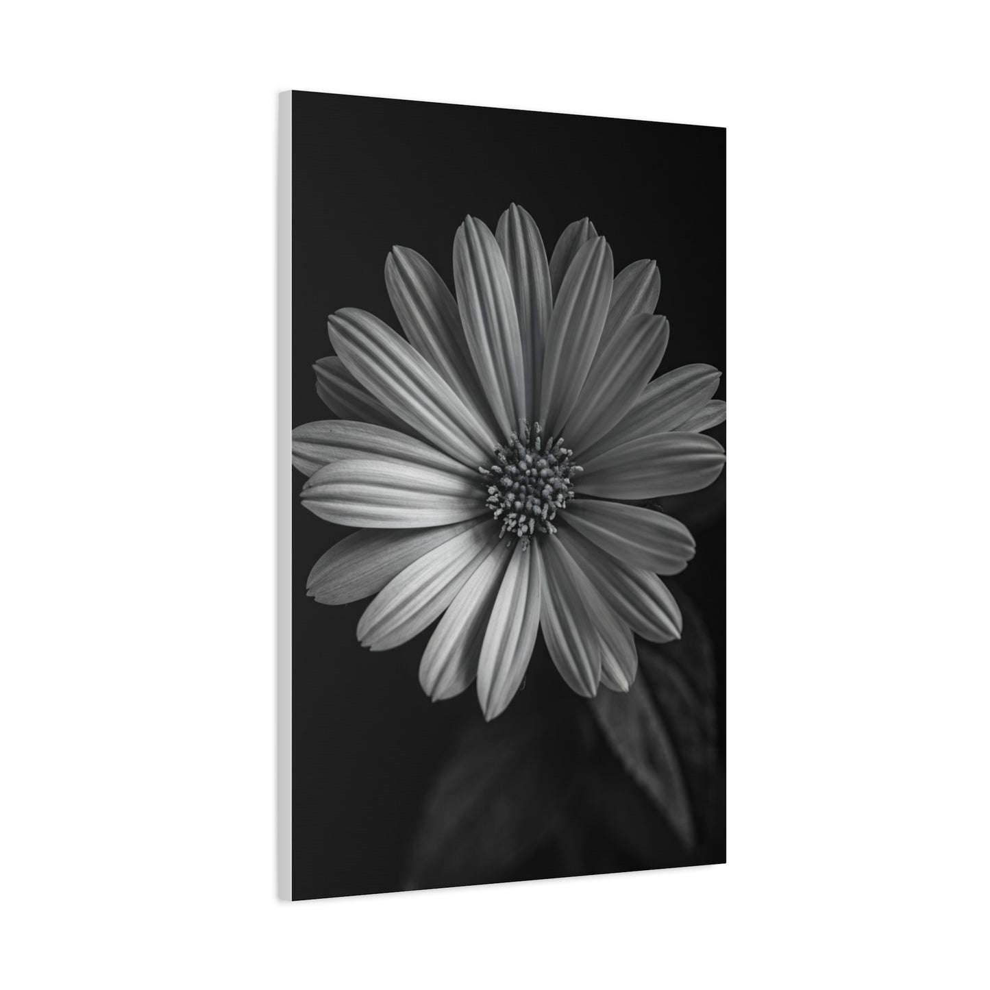 Radiant Daisy in Shadow Wall Art & Canvas Prints